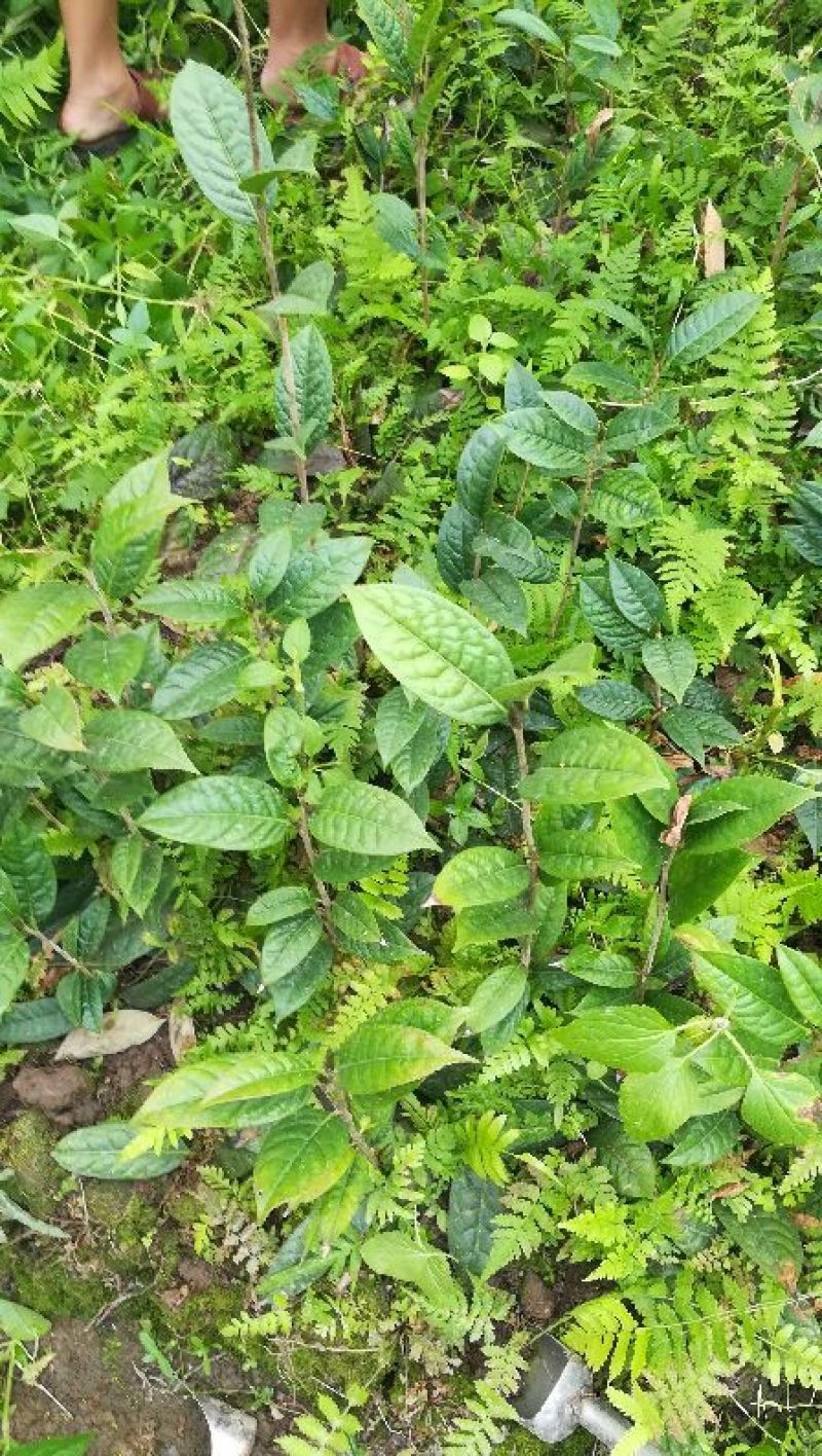 茶花苗金花茶苗