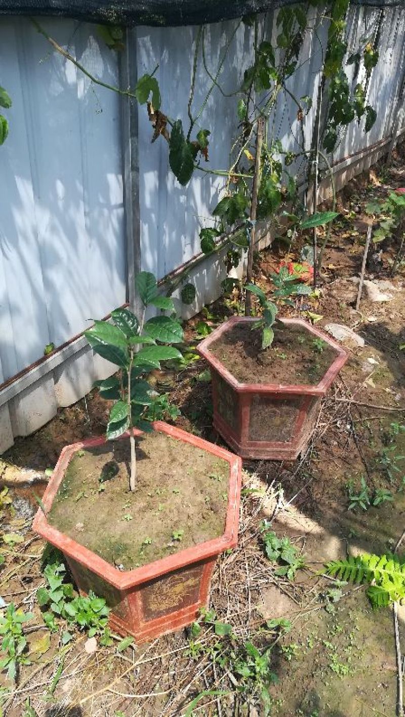 茶花苗金花茶苗