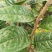 茶花苗金花茶苗
