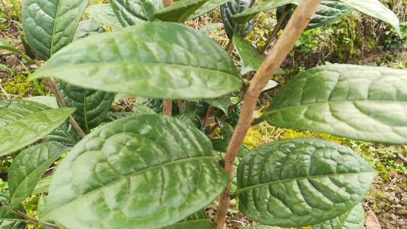 茶花苗金花茶苗