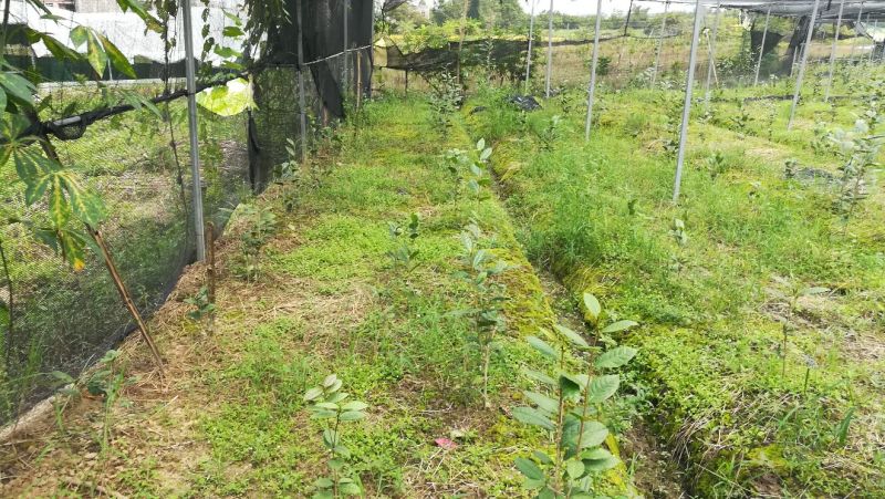 茶花苗金花茶苗