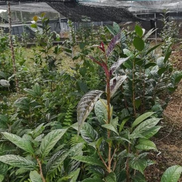 茶花苗金花茶苗