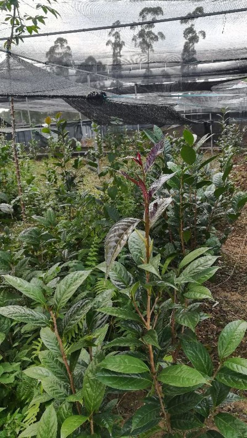 茶花苗金花茶苗