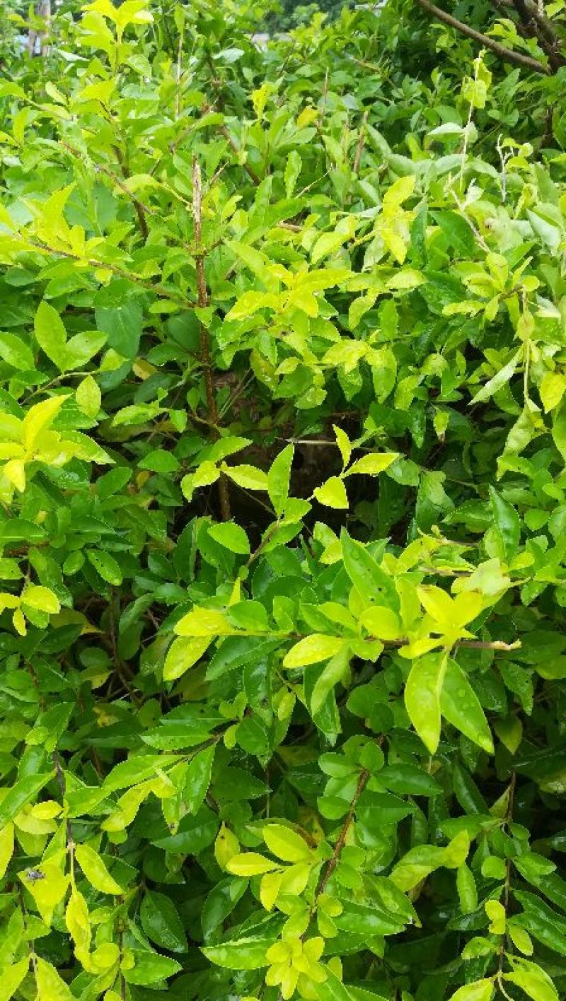茶花苗金花茶苗
