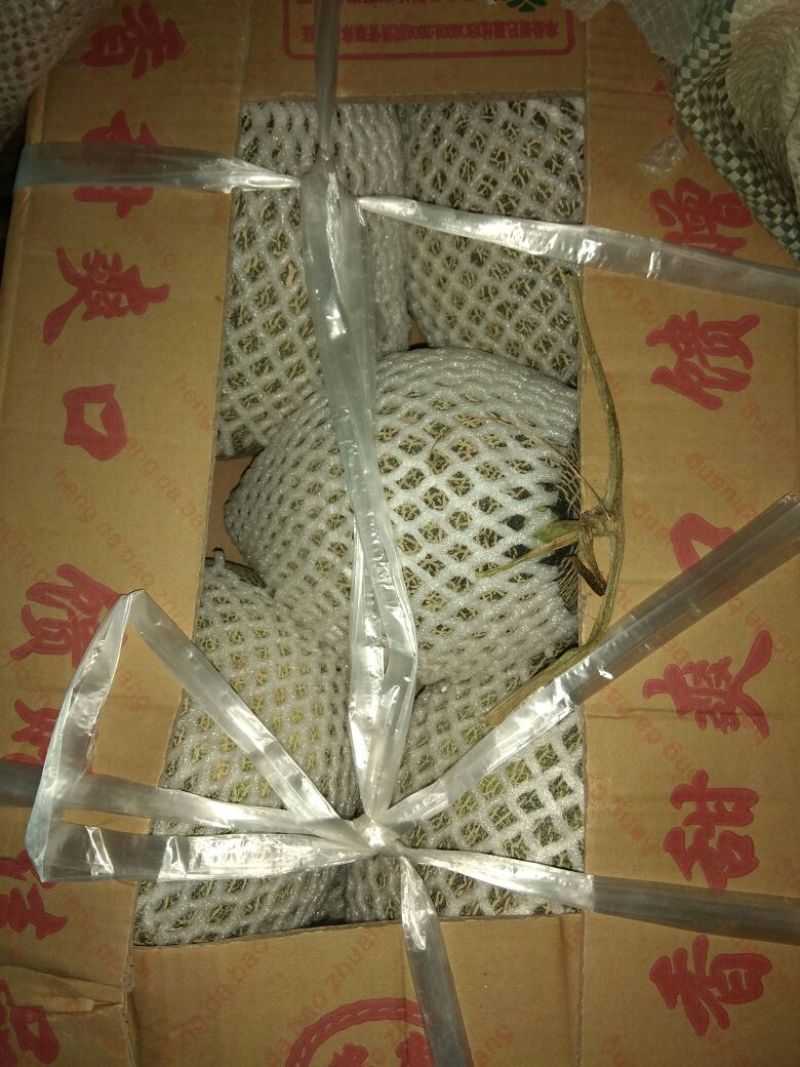 西州蜜瓜3斤以上椭圆形
