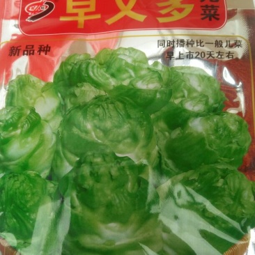 儿菜5两以上