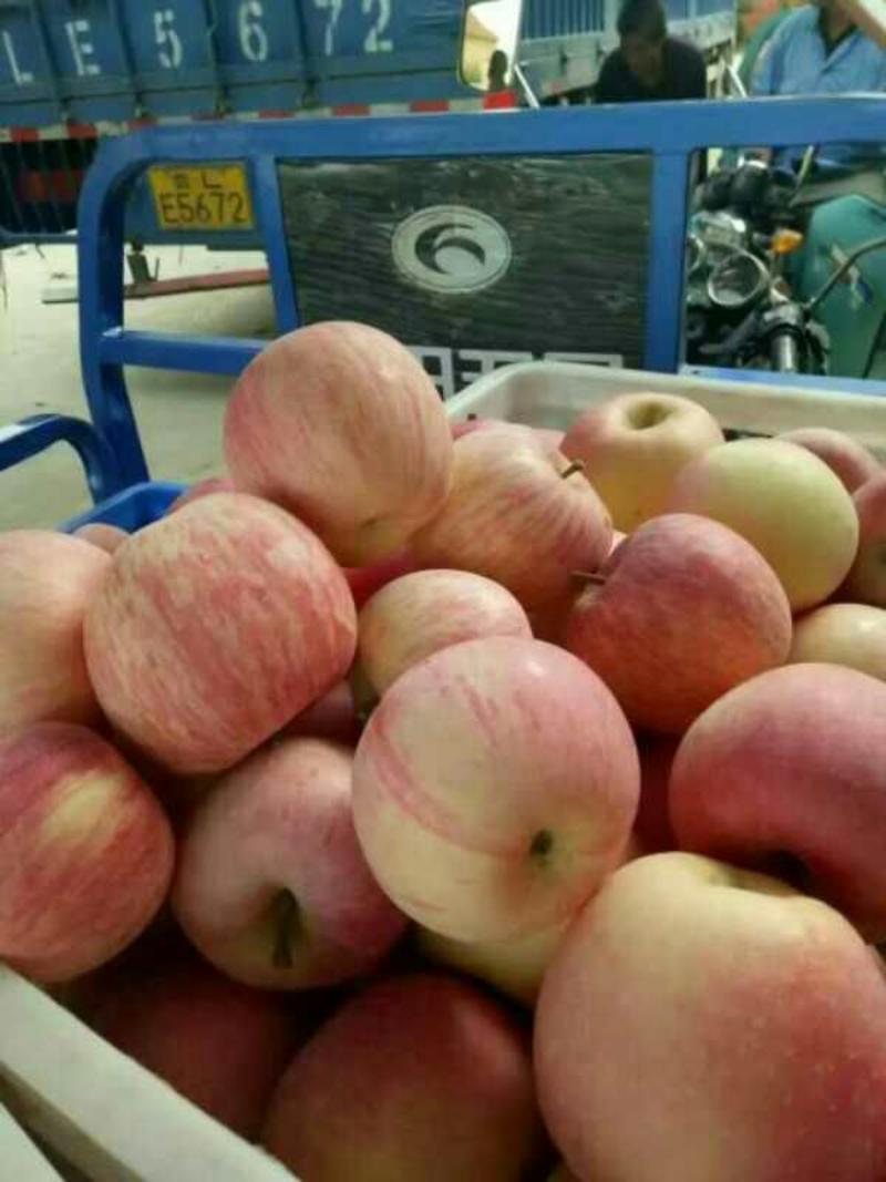 早熟苹果美八红露华硕山下品种价格美丽货源充足全国各地发货