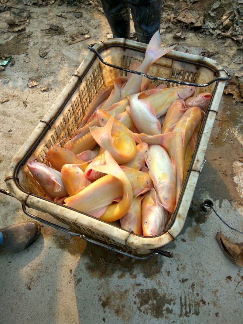 鸡油菌