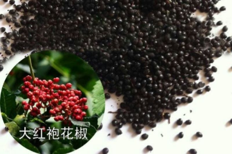 花椒种子
