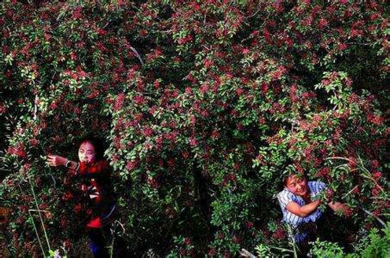 花椒种子