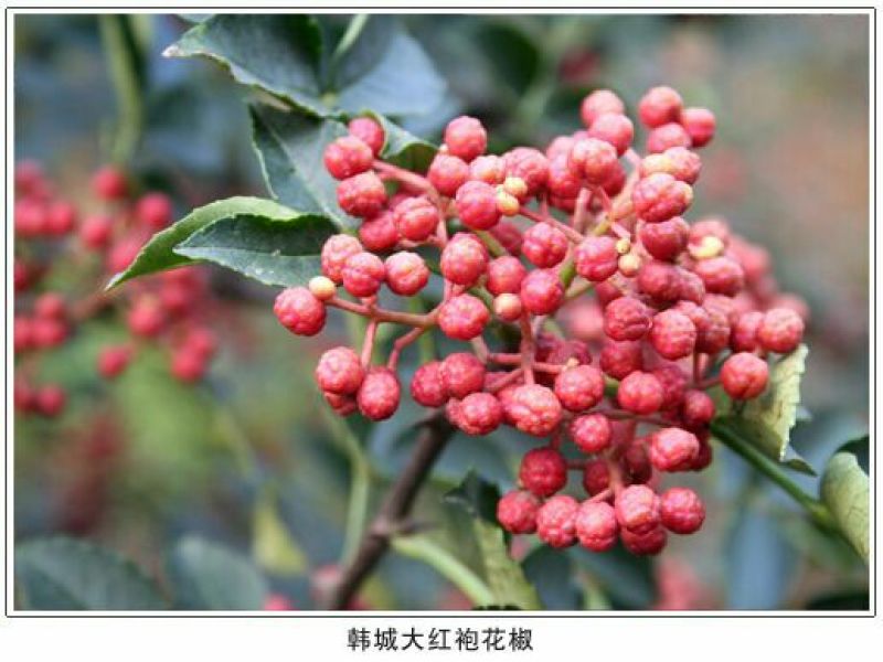 花椒种子