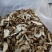 美味牛肝菌粗柄羊肚菌一级