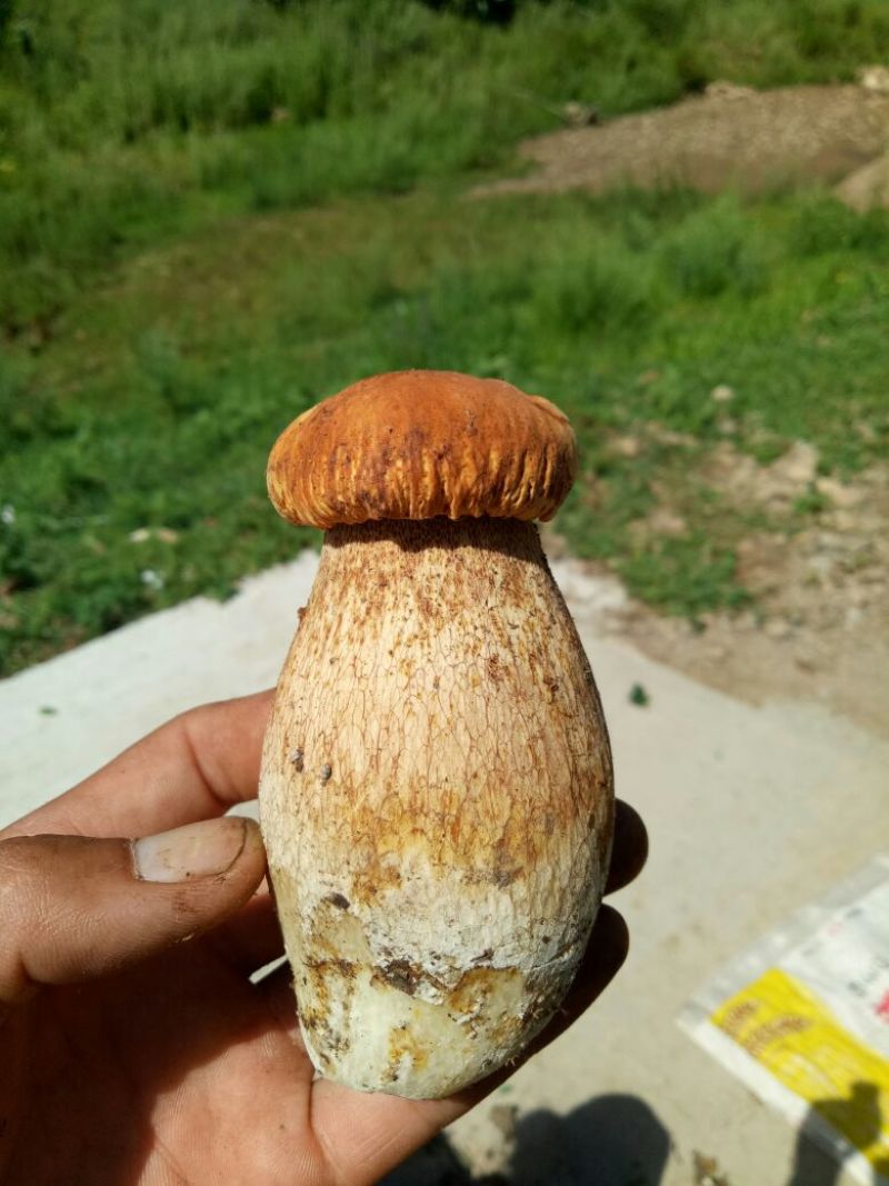 美味牛肝菌粗柄羊肚菌一级