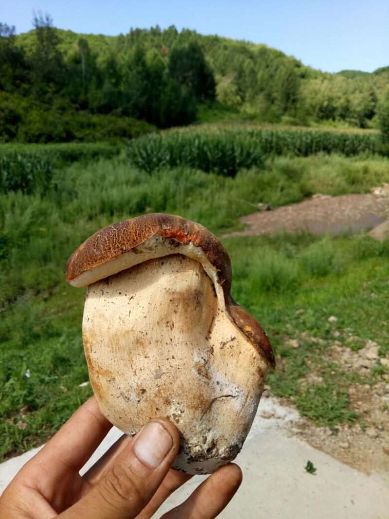 美味牛肝菌粗柄羊肚菌一级