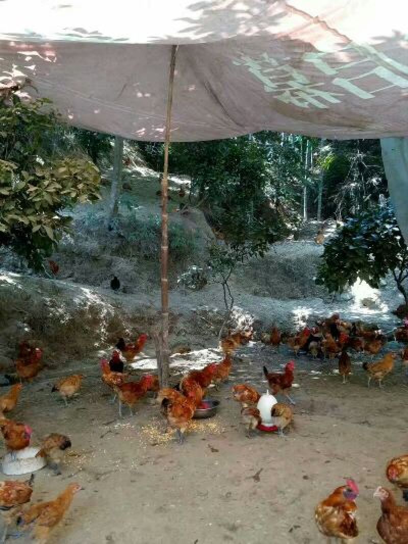 麻鸡6~9月