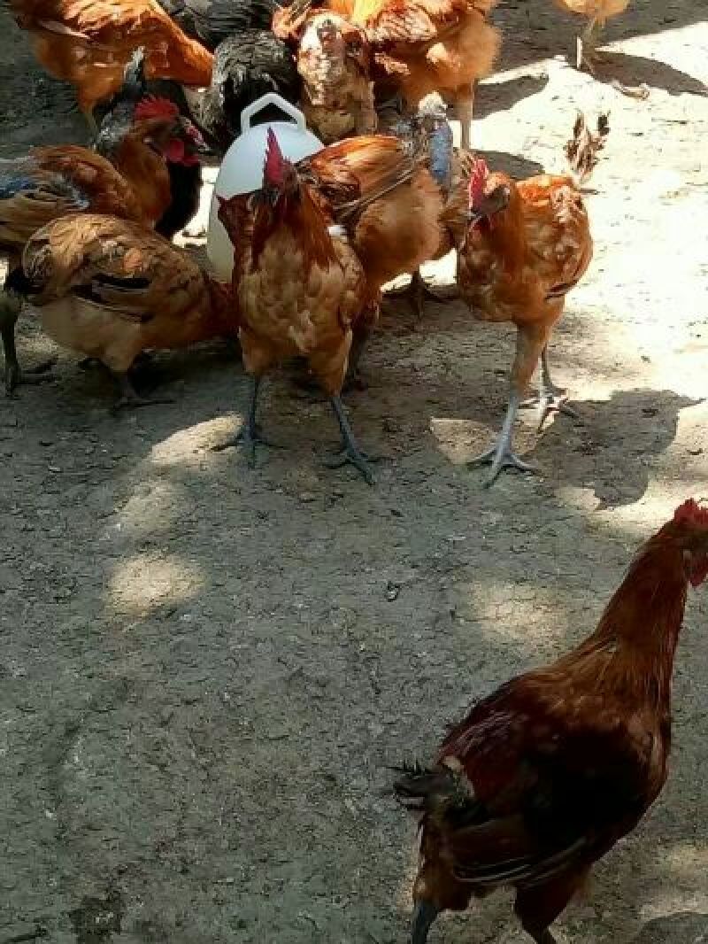 麻鸡6~9月