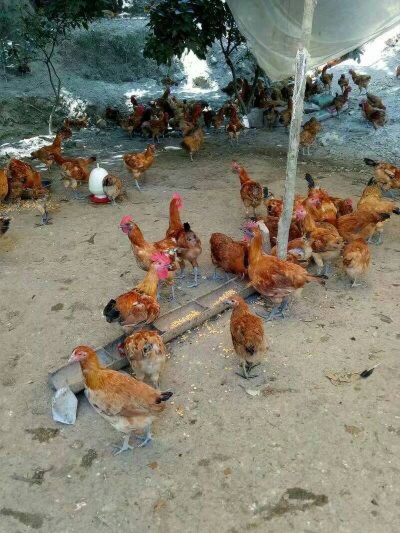 麻鸡6~9月