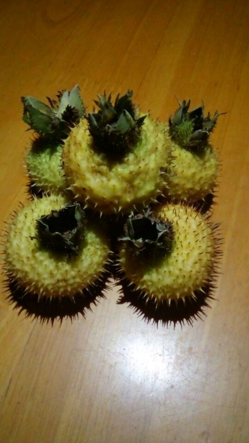 刺梨鲜