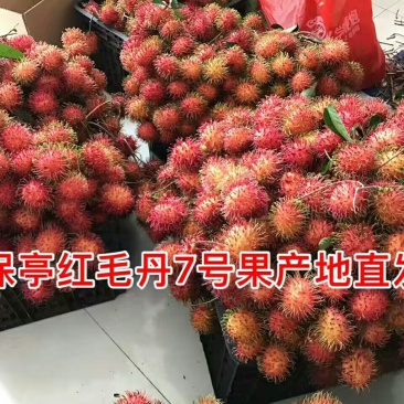 毛丹2cm以上