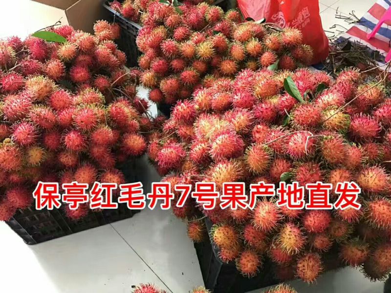 毛丹2cm以上