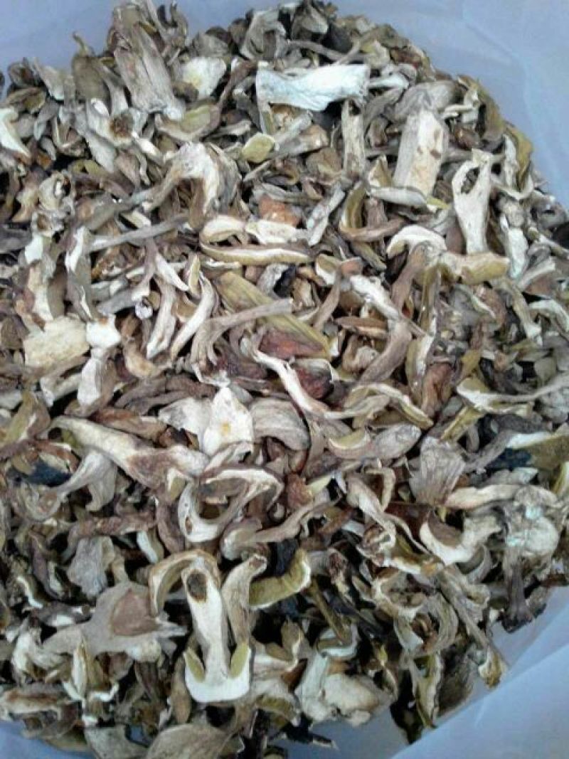 干牛肝菌