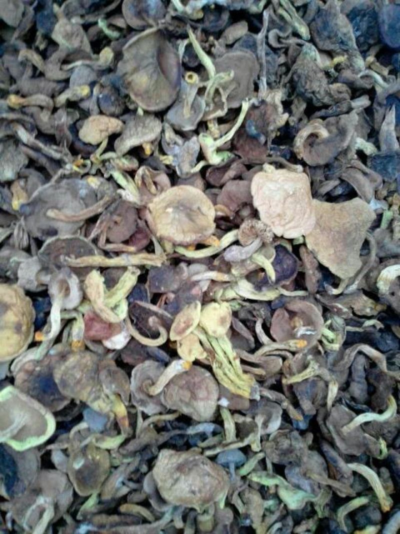 干牛肝菌