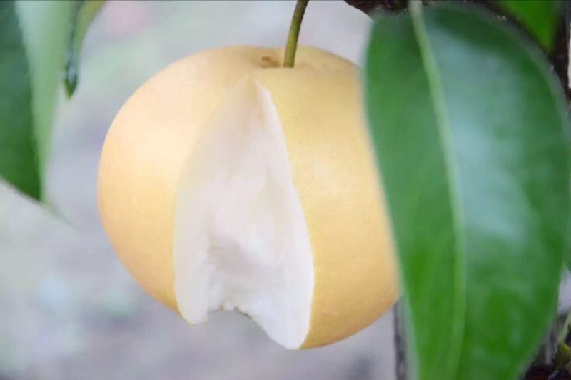 圆黄梨梨四川凉山纸袋200~500g