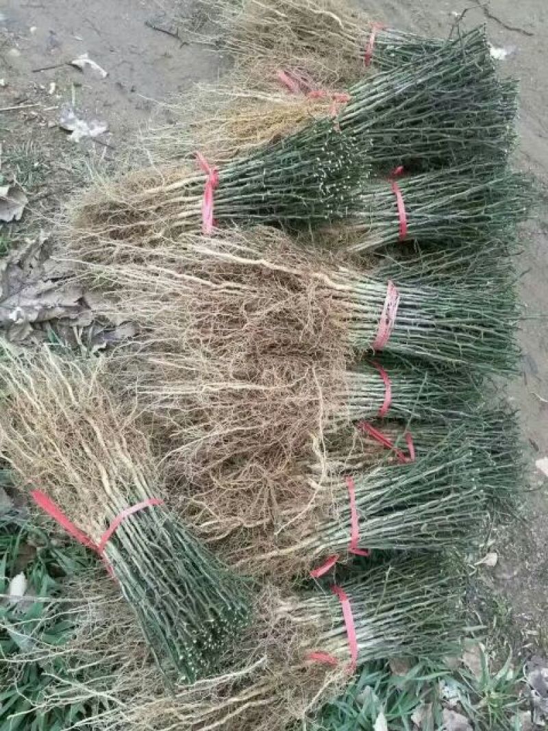 枸橘苗30~50cm