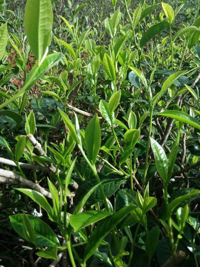 普洱茶一级