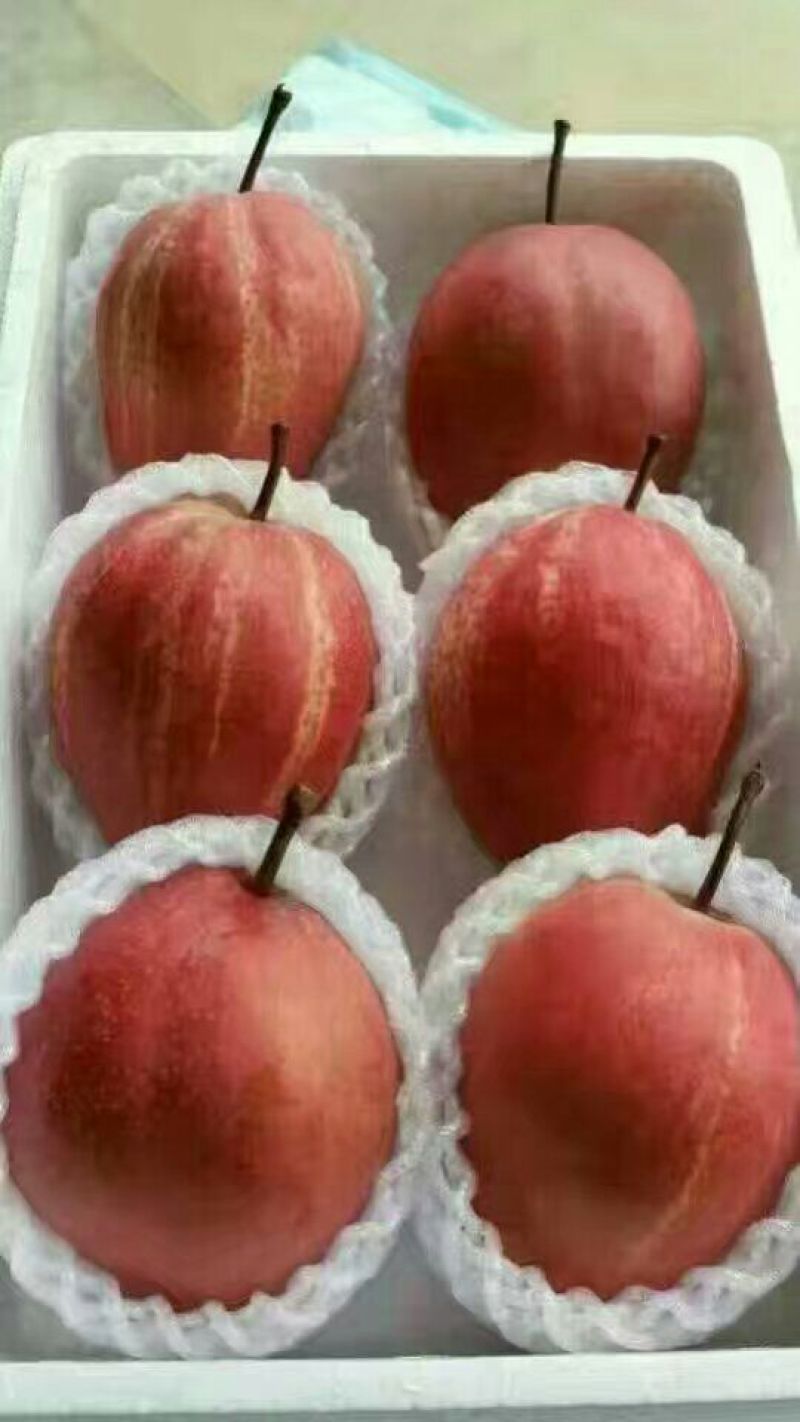 红香酥梨树苗0.8~3cm80cm以上