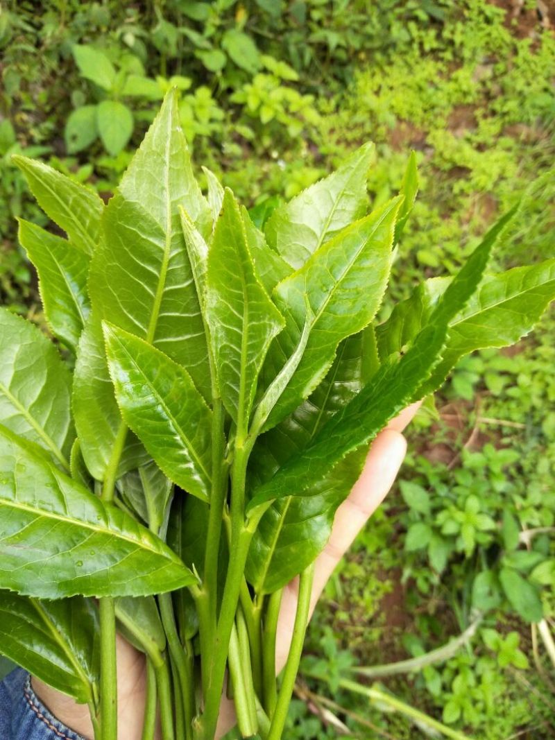 老树茶一级