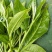 老树茶一级