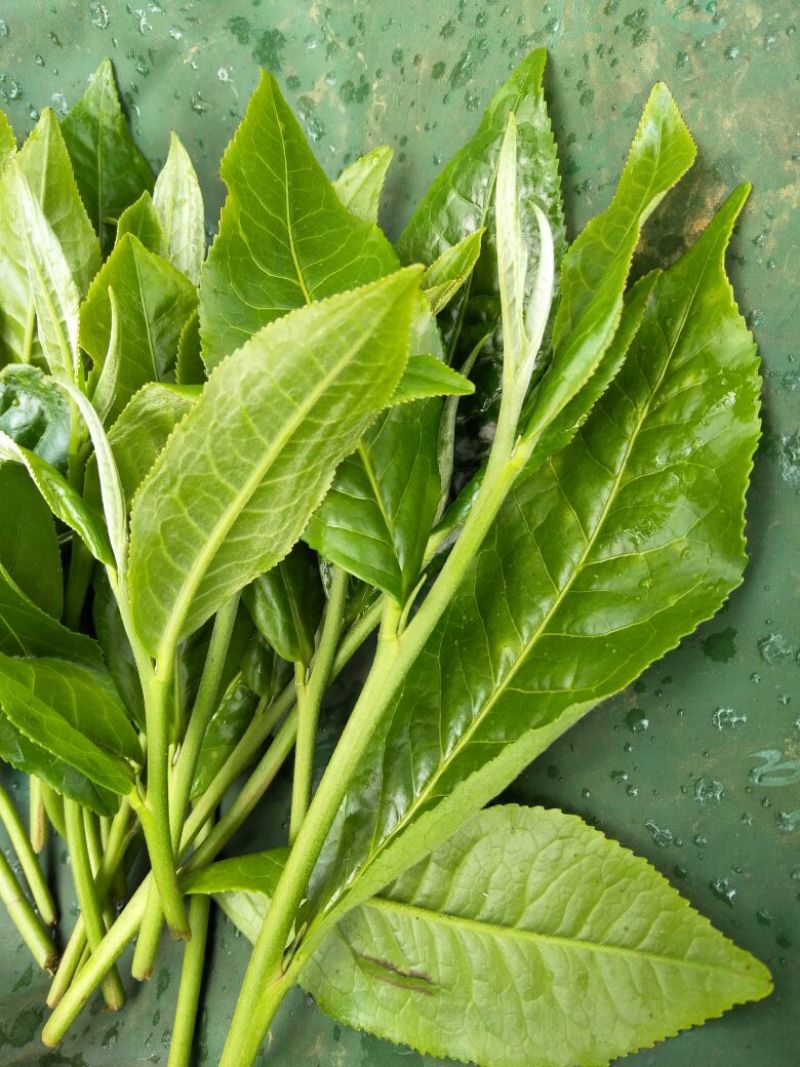 老树茶一级