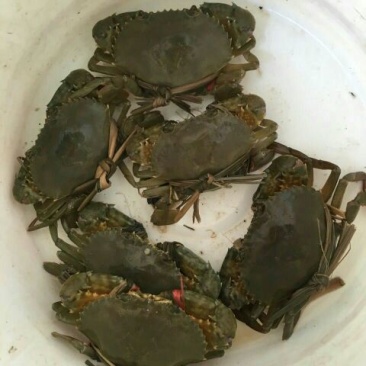拟穴青蟹食用雌蟹