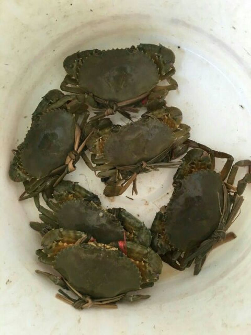 拟穴青蟹食用雌蟹