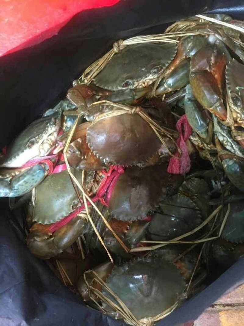 拟穴青蟹食用雌蟹