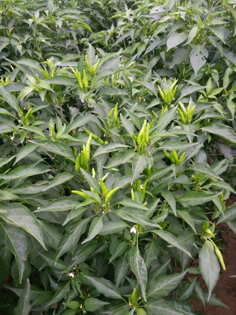 天宇辣椒5~10厘米中辣红