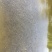 草鱼苗5~6cm人工养殖