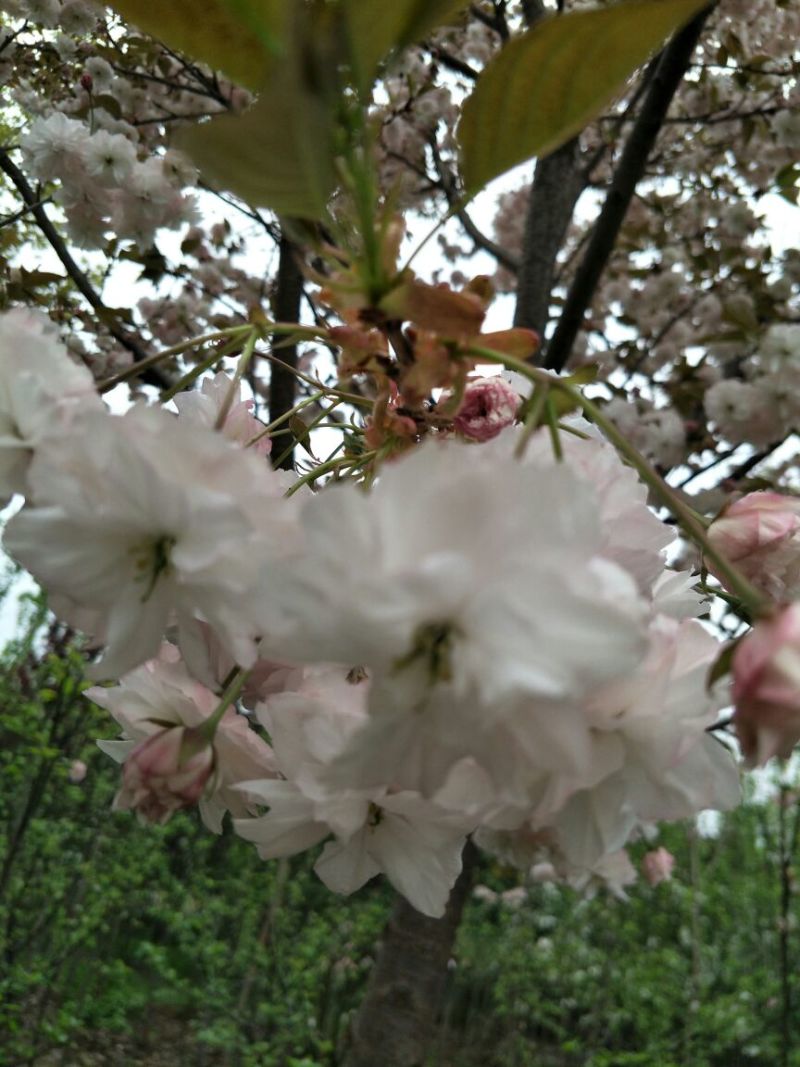 山樱花8~10cm