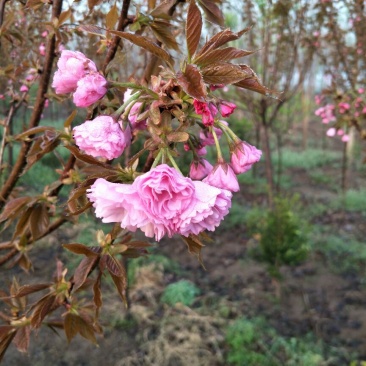山樱花8~10cm