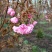 山樱花8~10cm
