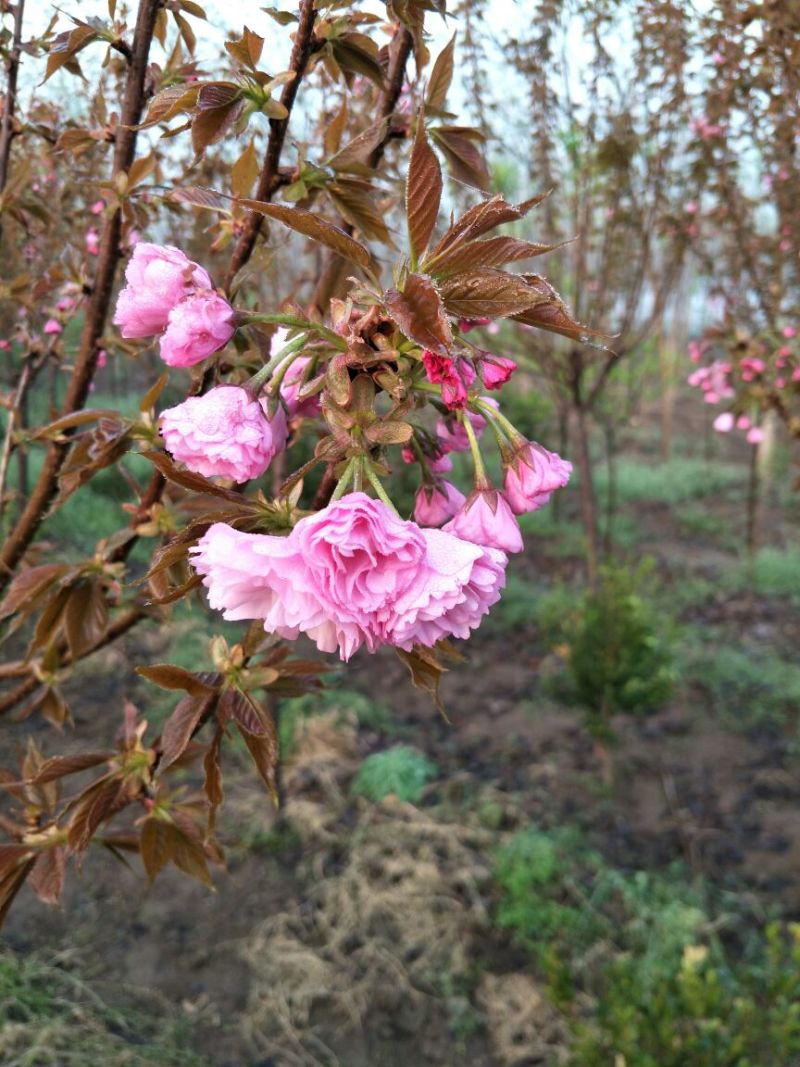 山樱花8~10cm