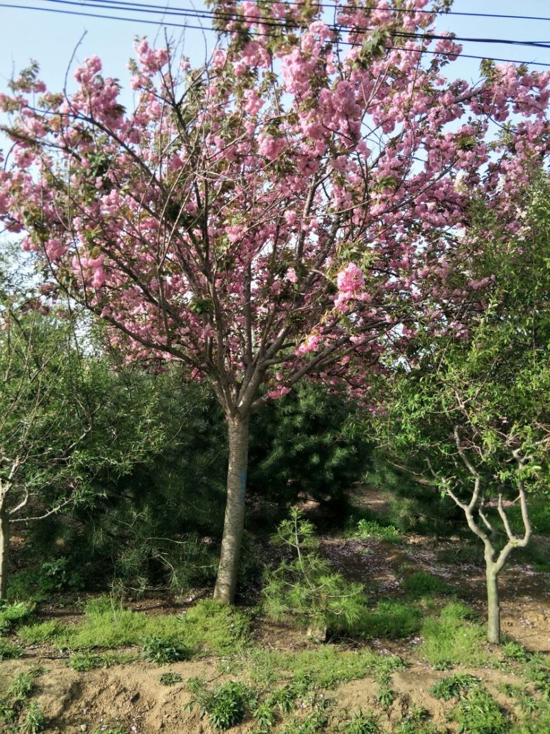 山樱花8~10cm