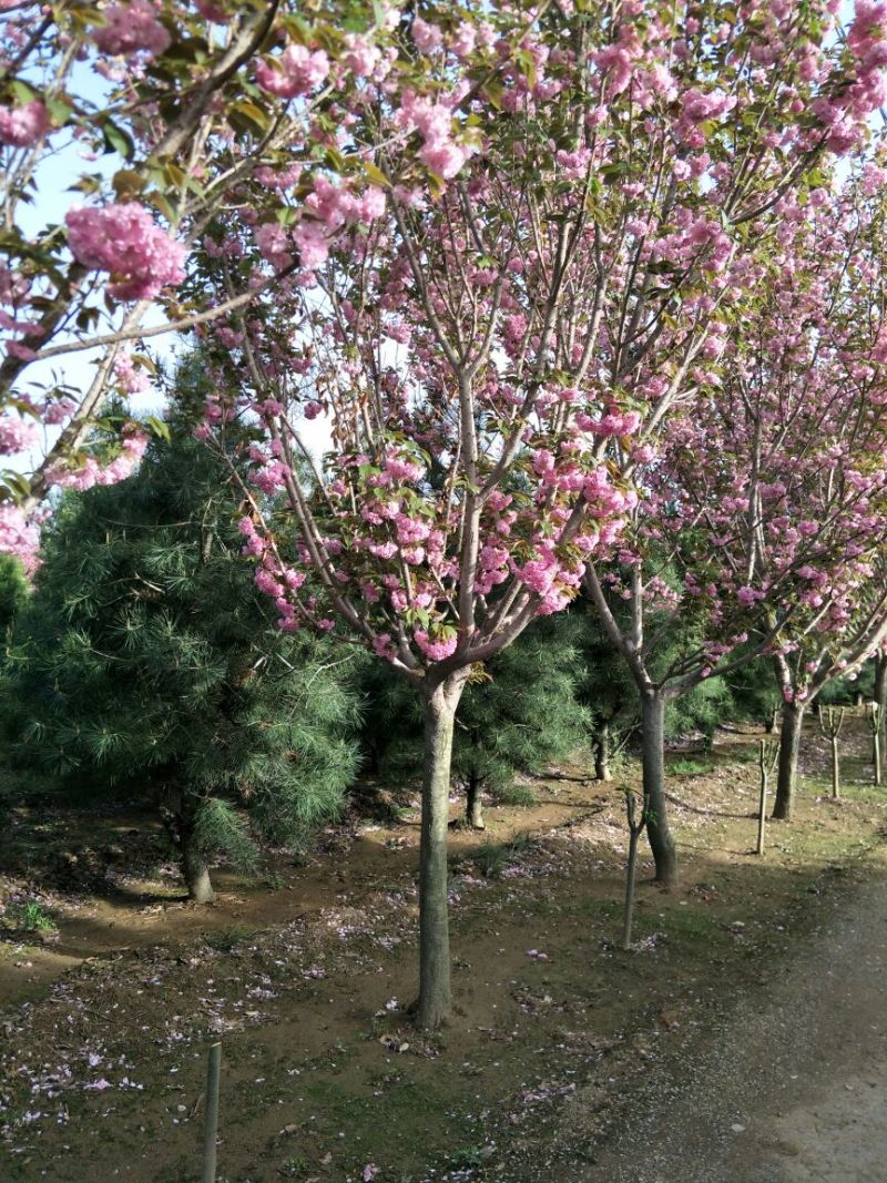山樱花8~10cm