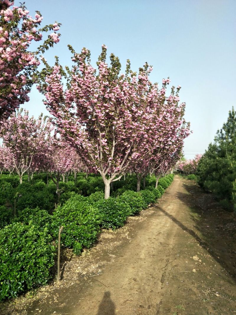 山樱花8~10cm