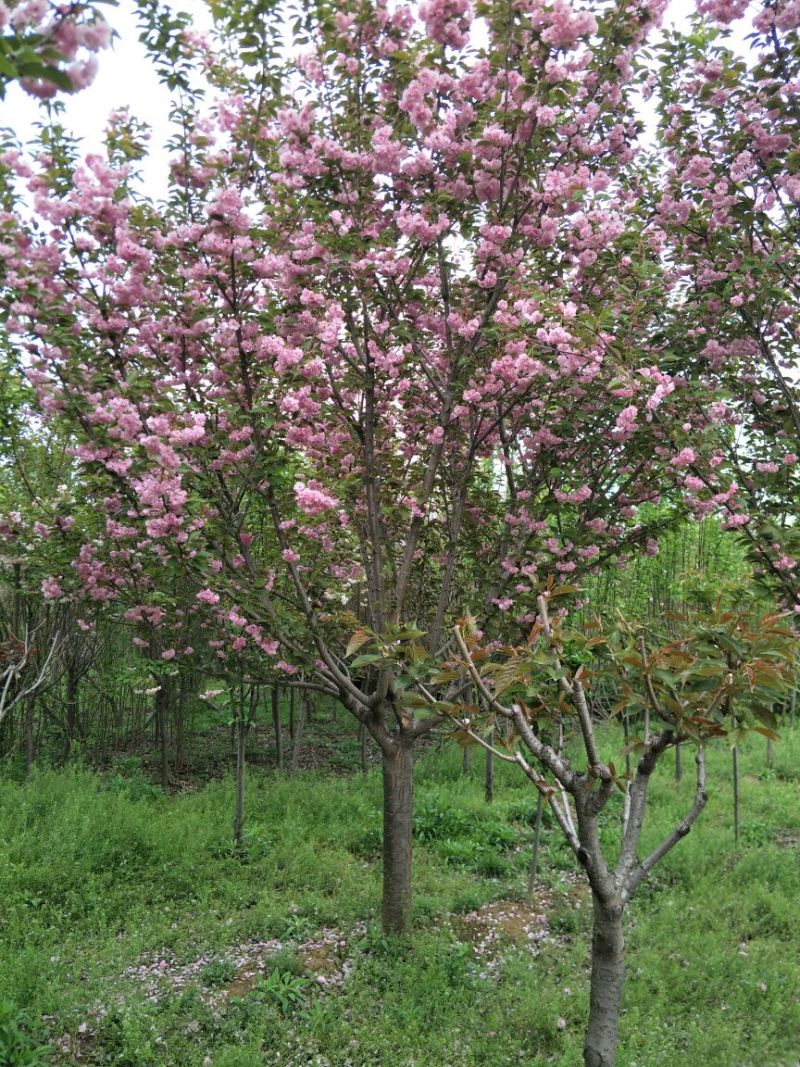 山樱花8~10cm