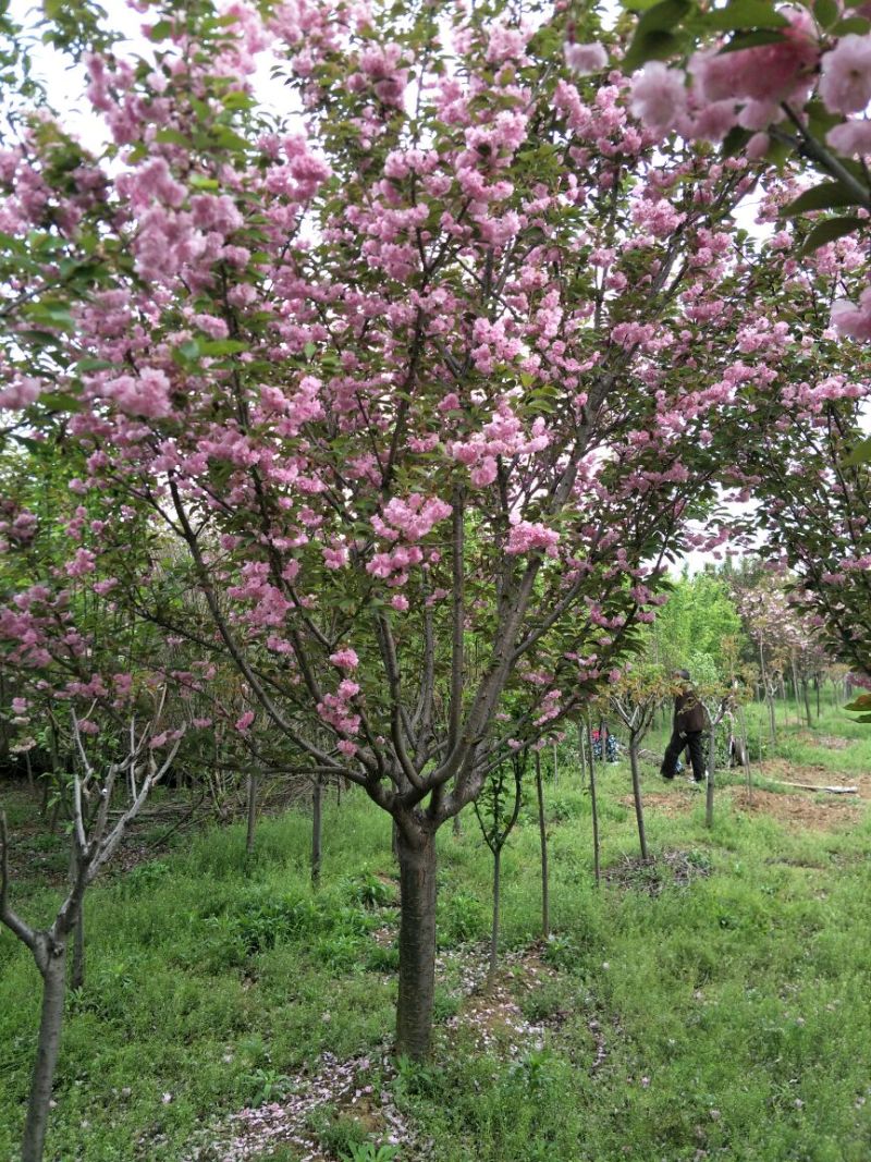 山樱花8~10cm