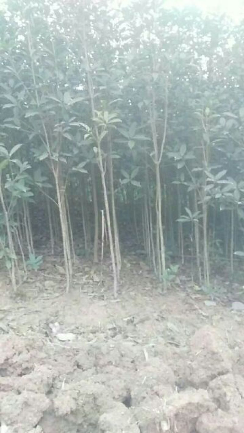 金桂花树苗120cm以上