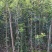 金桂花树苗120cm以上