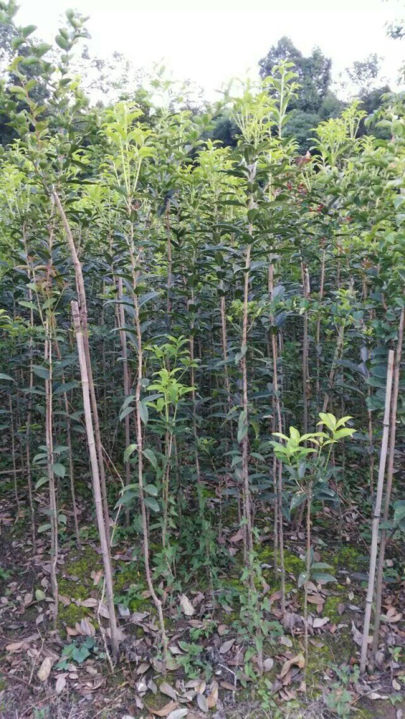 金桂花树苗120cm以上